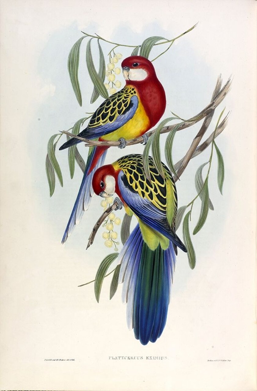 Rose Hil Parakeet Poster Print by John Gould - Item # VARPDXJGA15